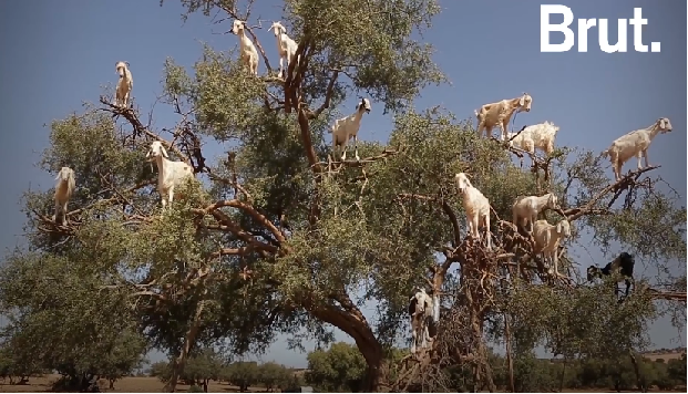 Maroc : Ces chèvres qui montent aux arbres !  VIDÉO 
